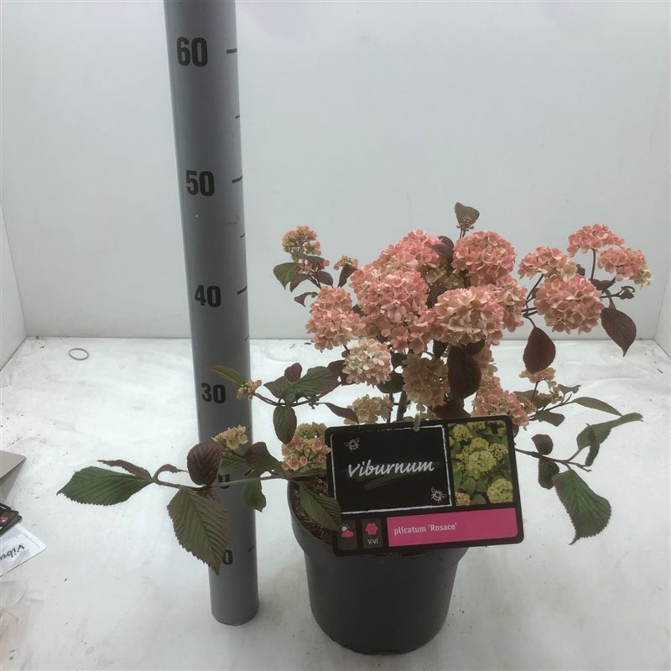 Viburnum plic. 'Rosace' - C4