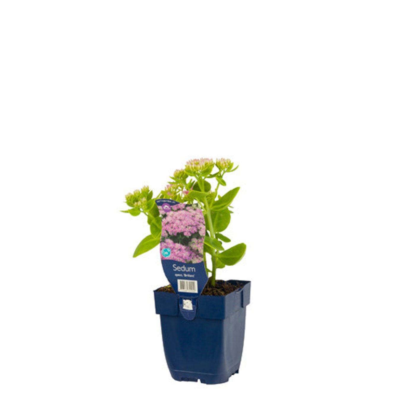 Sedum spectabile 'Brillant' - P11