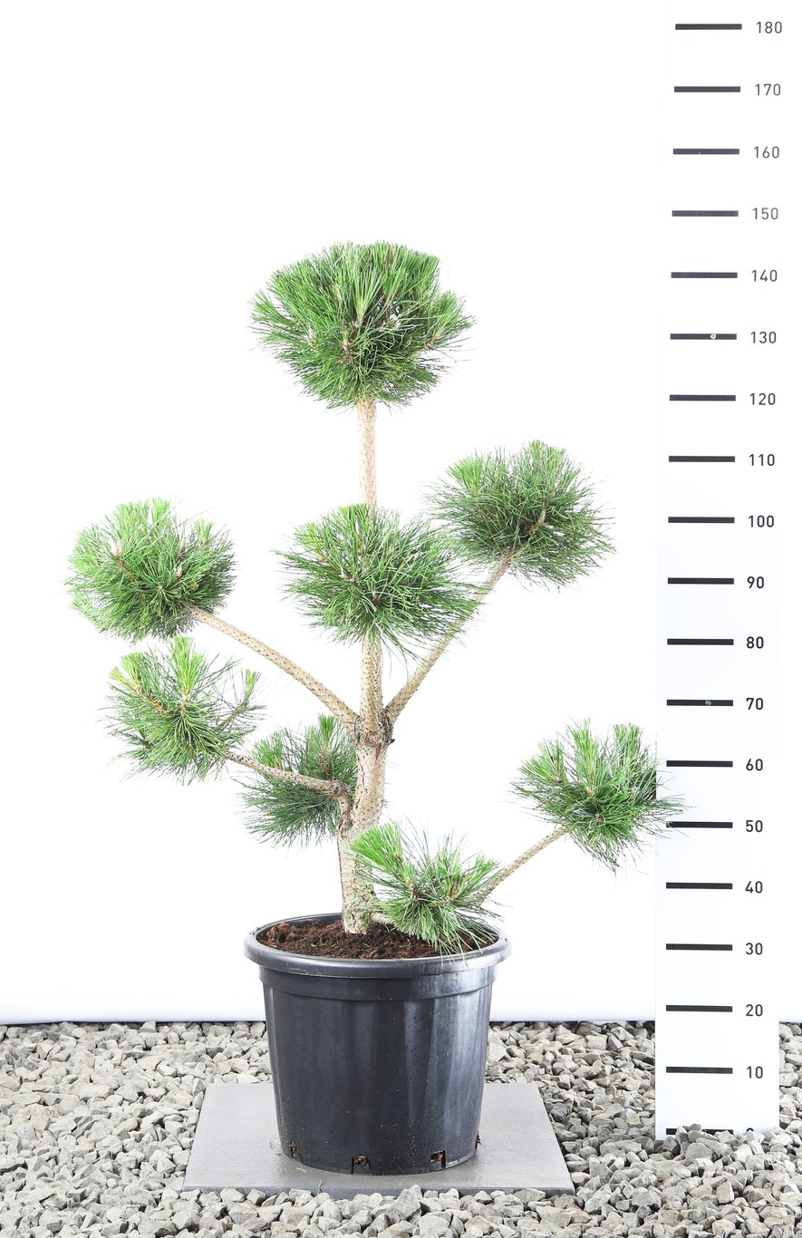Pinus nigra nigra - 100-125 CM Multiplateau in Container