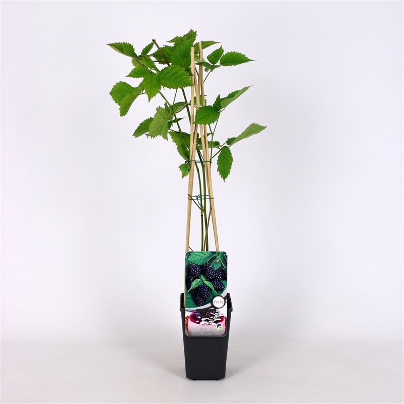 Rubus frut. 'Loch Ness' - C2 70/+ CM