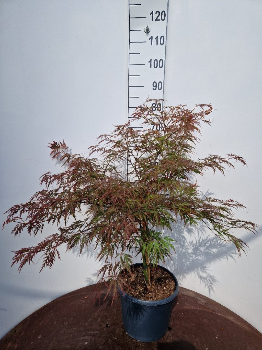 Acer pal. 'Garnet' - C10 50-60 CM