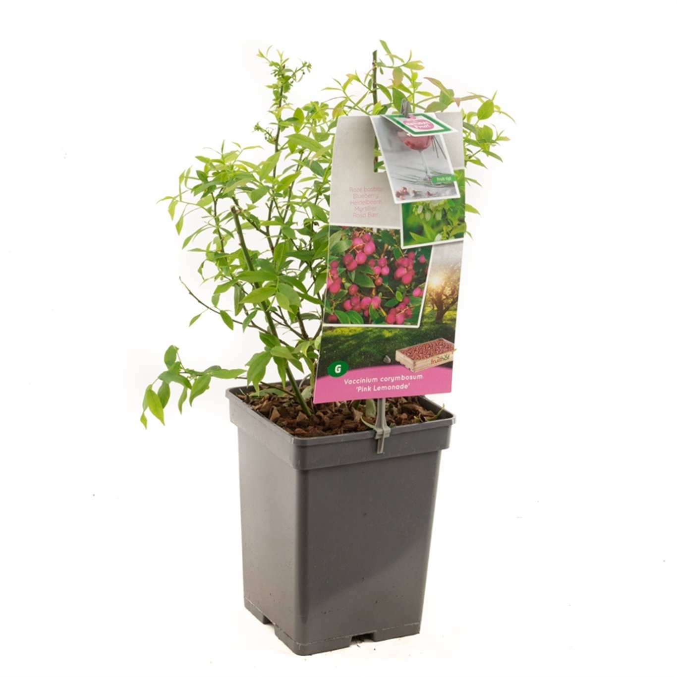 Vaccinium c. 'Pink Lemonade' - C5 50-60 CM