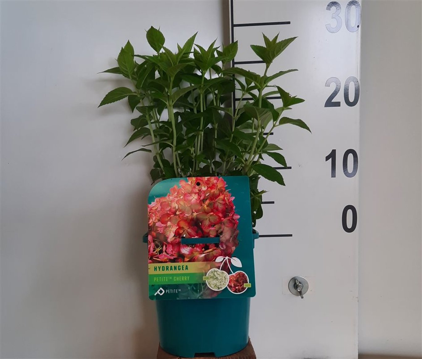 Hydrangea pan. 'Petite Cherry' - C2 20-25 CM