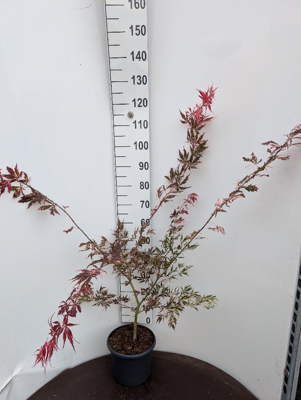 Acer pal. 'Extravaganza' - C7.5 50-60 CM