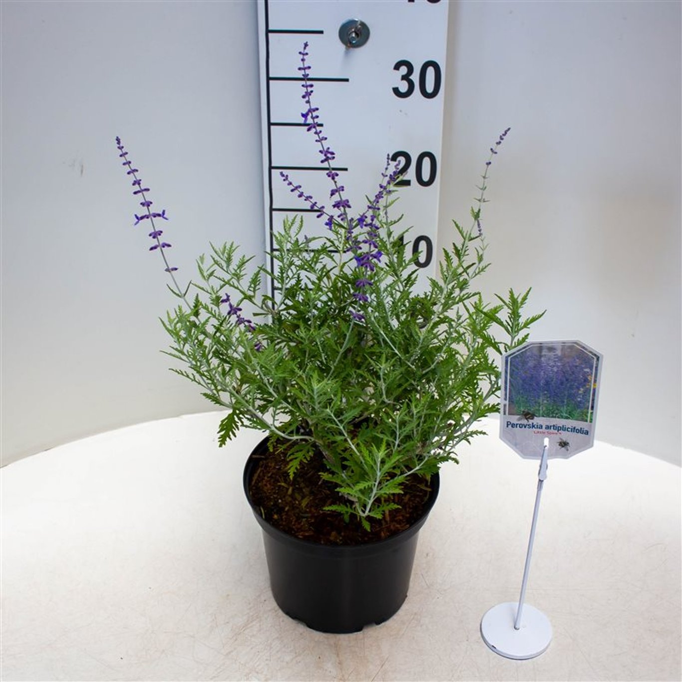 Perovskia atripl. 'Little Spire' - C3 30-40 CM