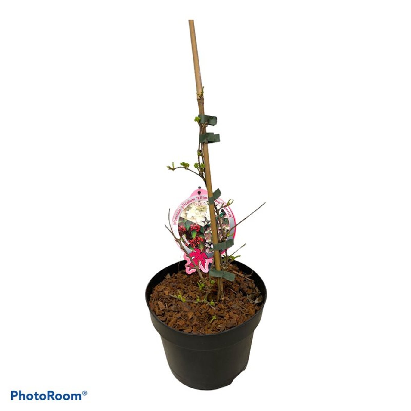 Viburnum plic. 'Kilimandjaro Sunrise' ® - C3 40-50 CM