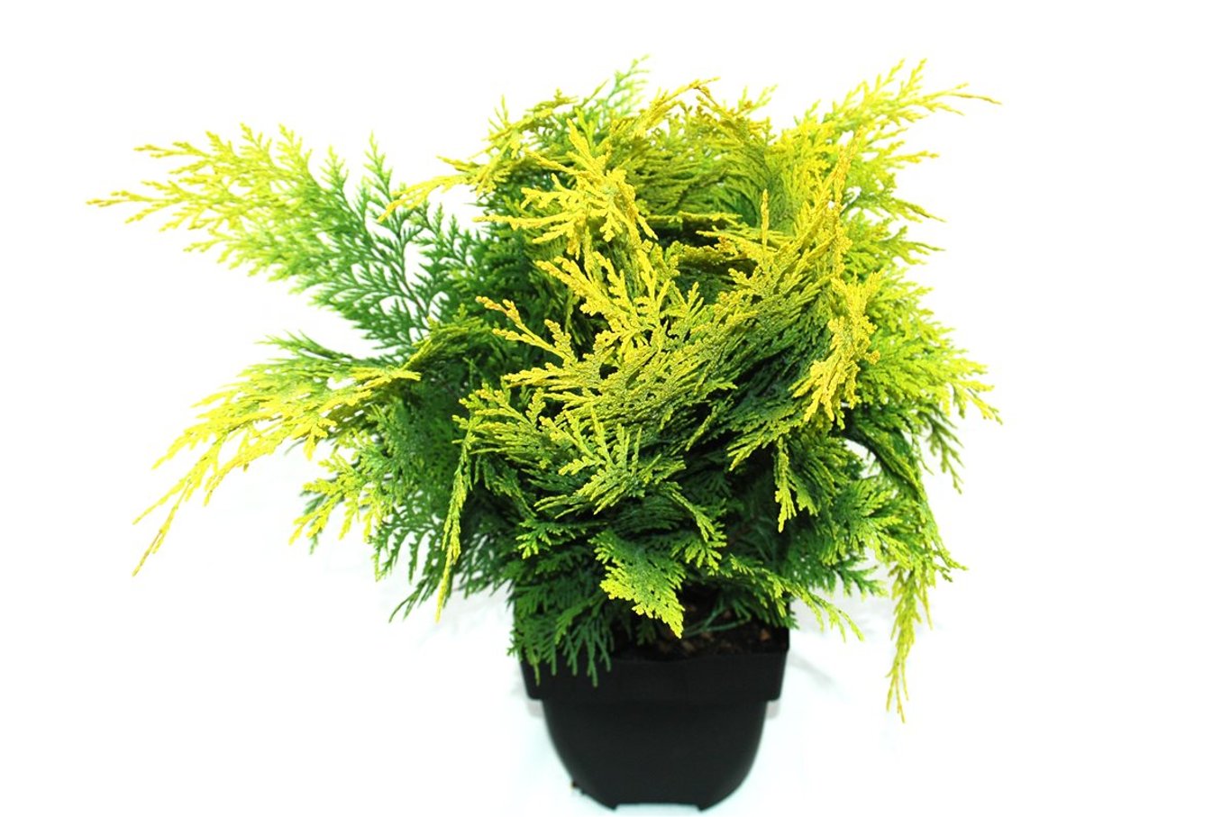 Chamaecyparis l. 'Stardust' - C2