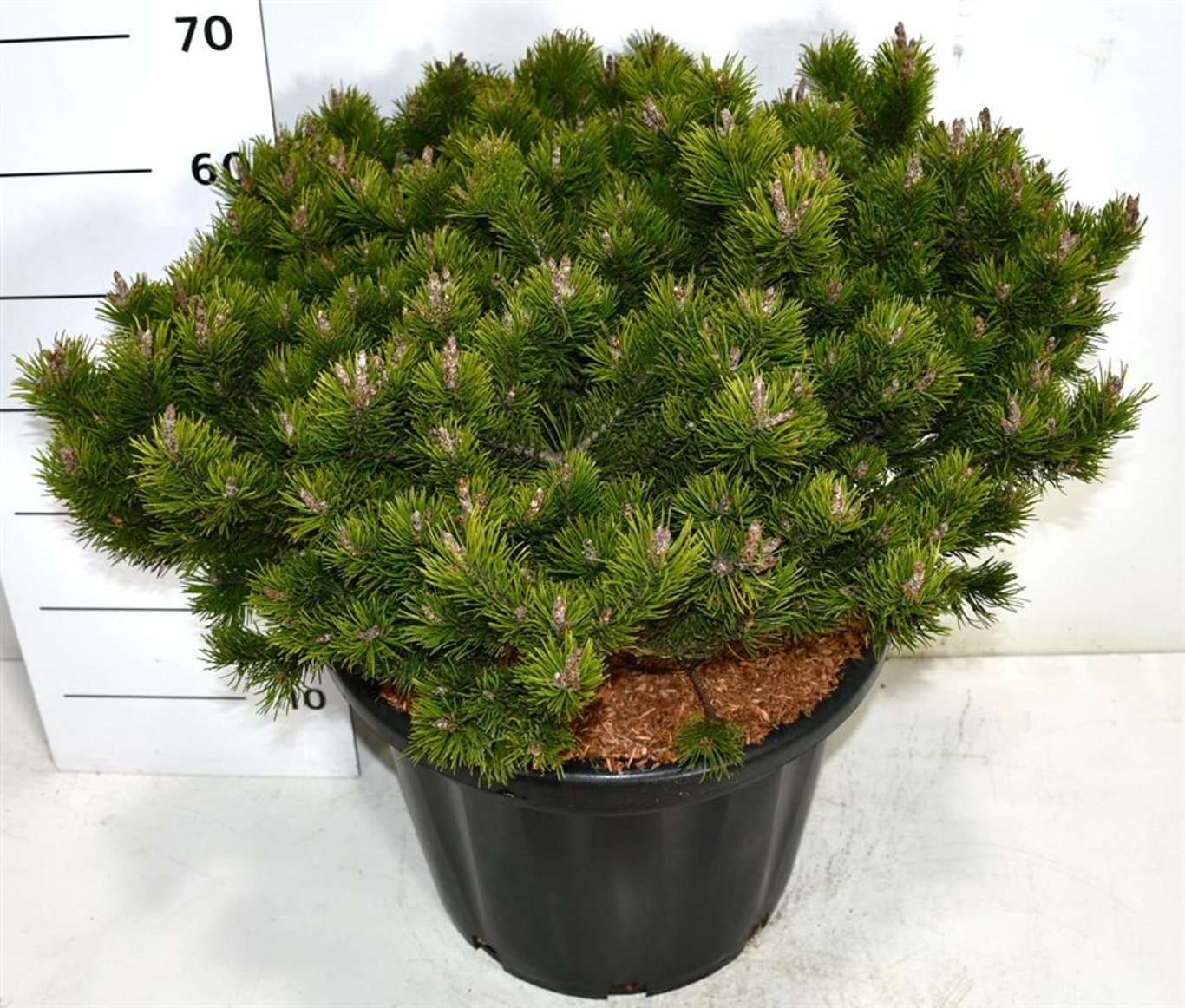 Pinus mugo 'Klosters Grun' - C35 50-60 CM