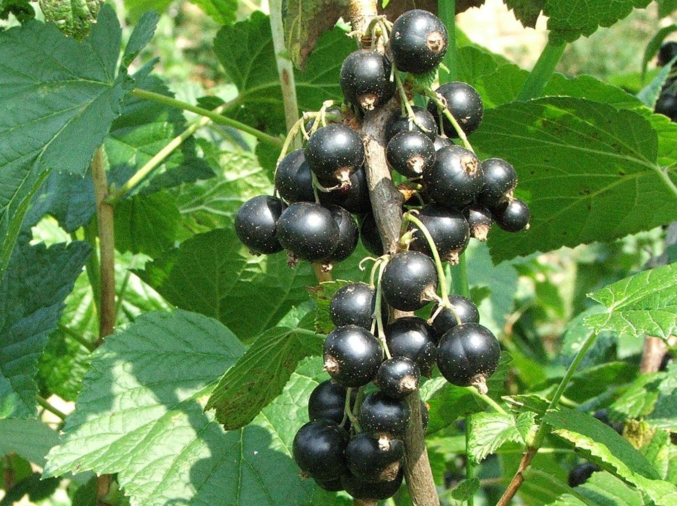 Ribes nigrum - 60-90 CM bare root 0/2  2 branche