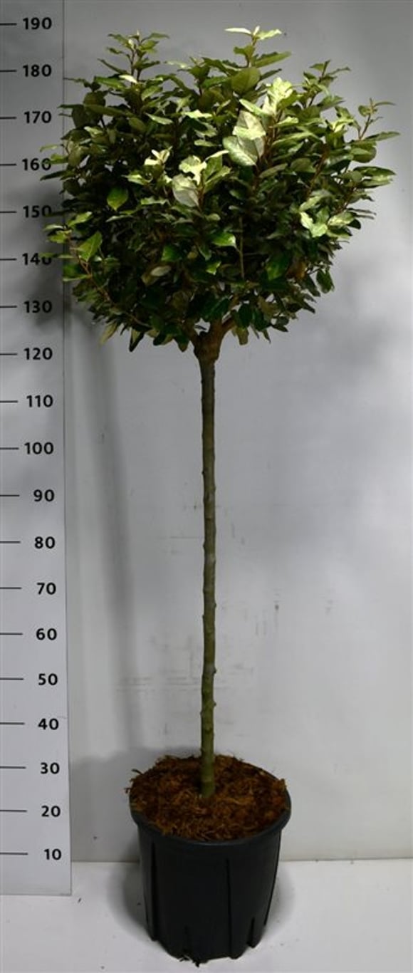 Elaeagnus ebb. 'Compacta'  - 80 CM Stem C20