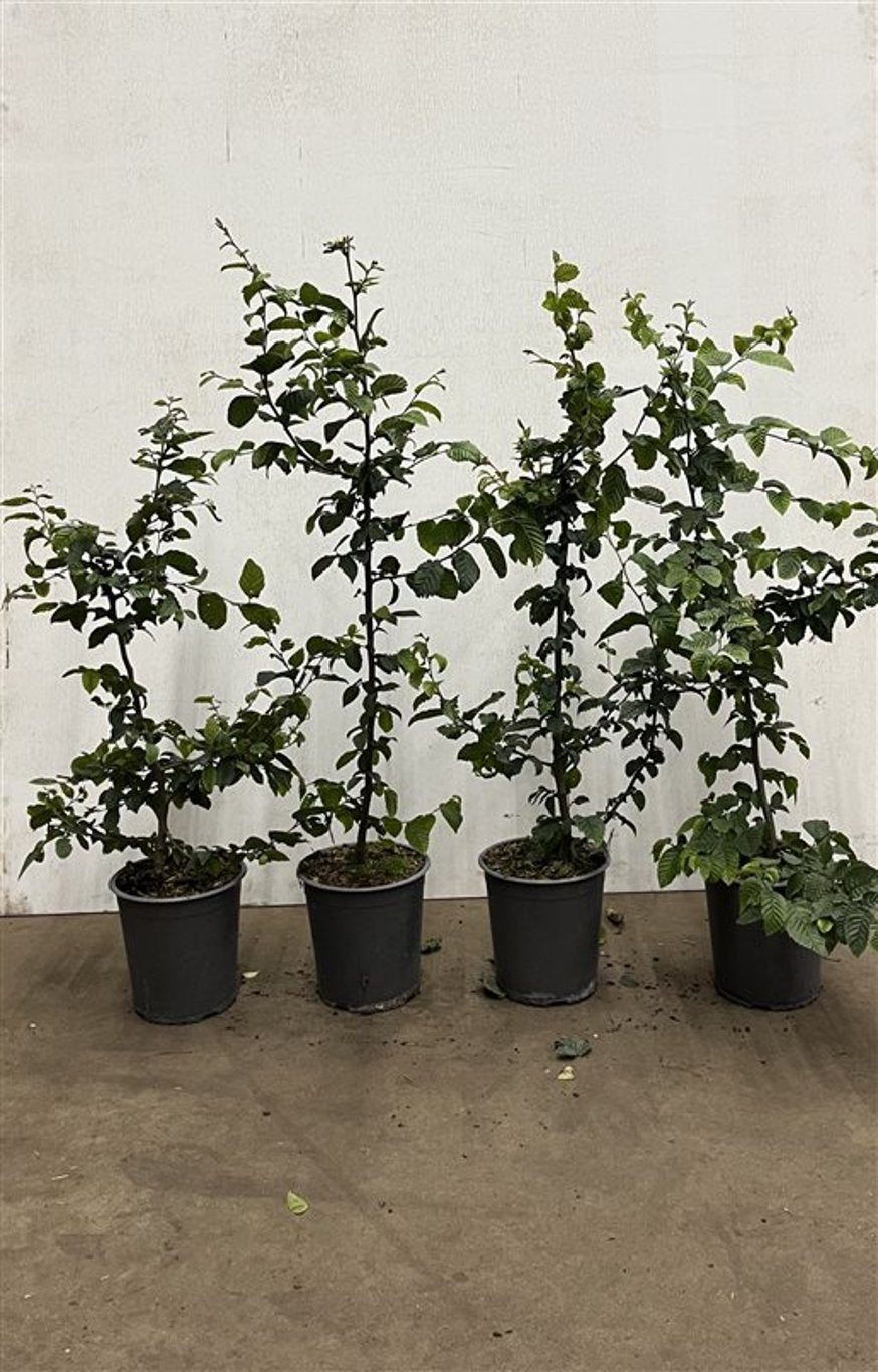 Carpinus betulus - C3.5 60-80 CM