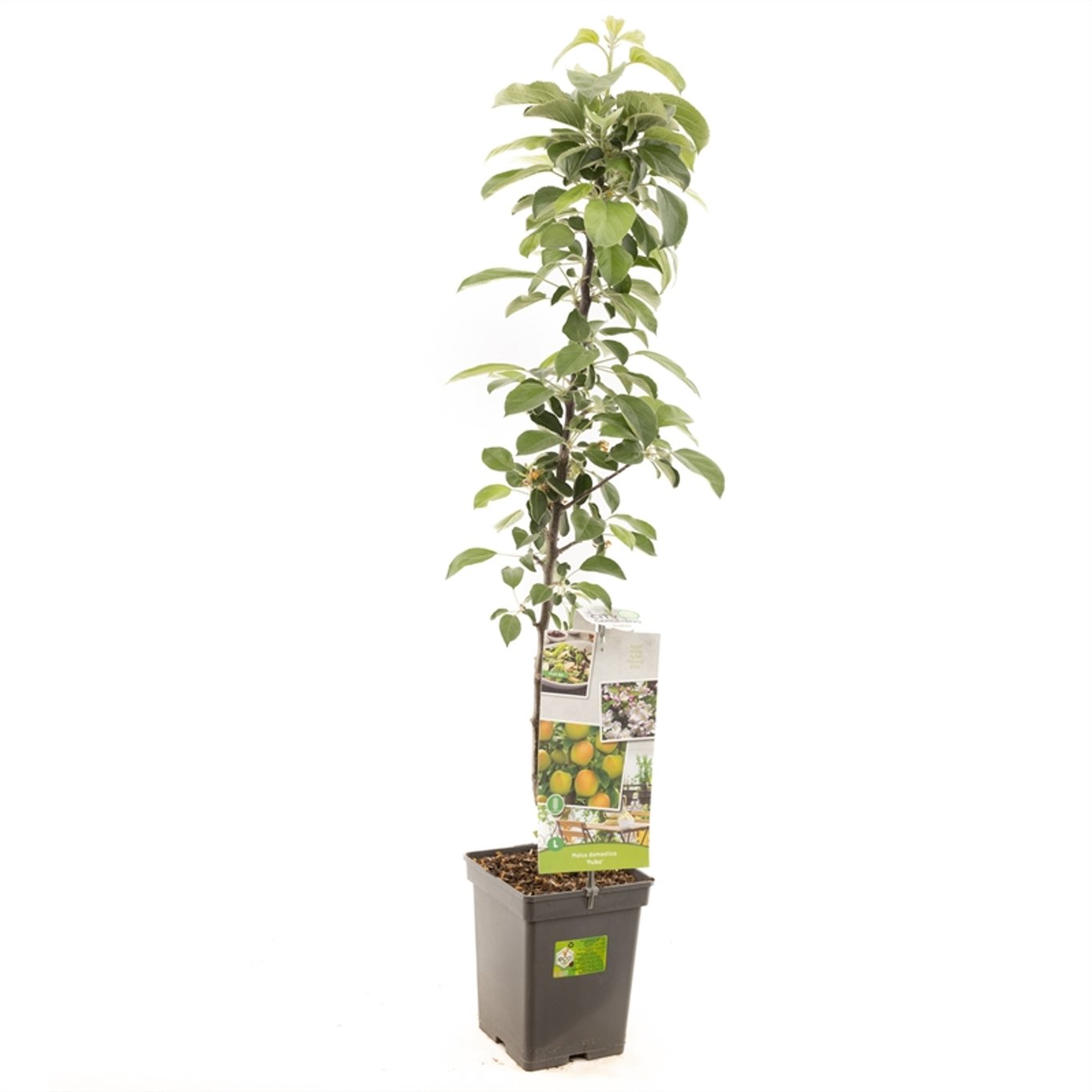 Malus d. Polka - C5 120-140 CM Column