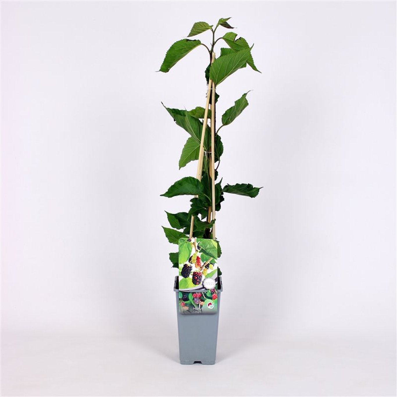 Morus nigra - C2 70/+ CM