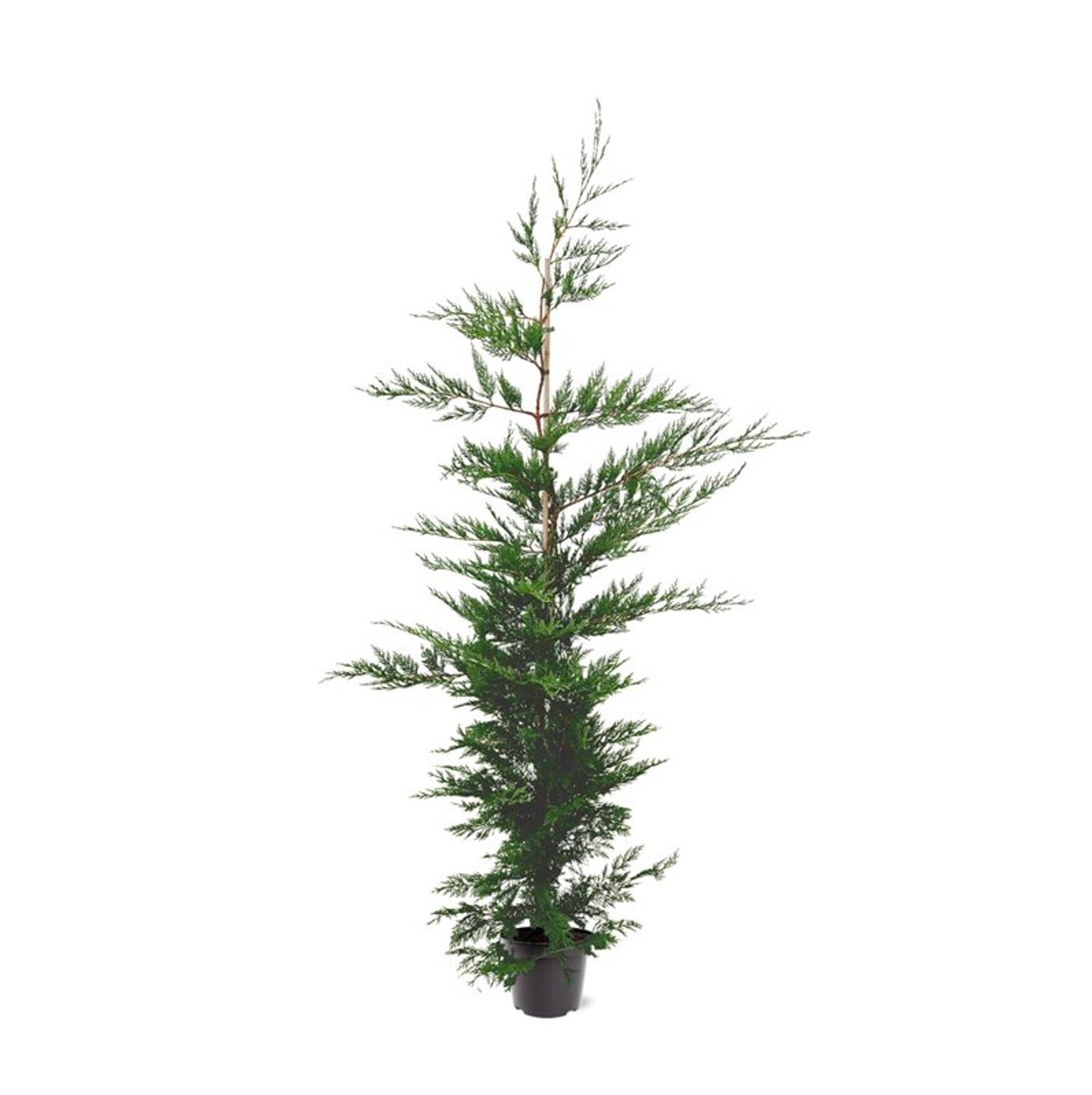 Cupressocyparis leylandii - C7.5 175-200 CM