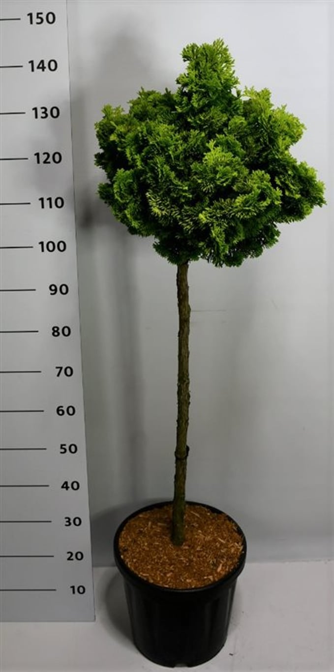 Chamaecyparis o. 'Aurora' - 90 CM Stem C20