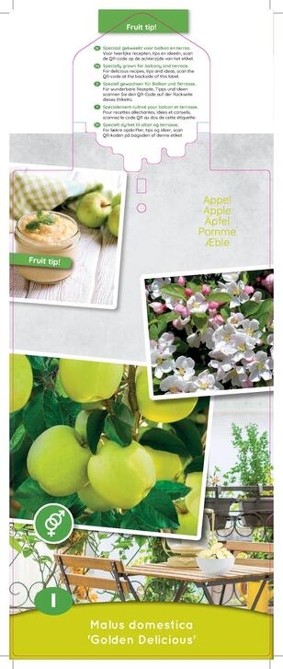 Malus d. 'Golden Delicious' - C5 60-80 CM Patio