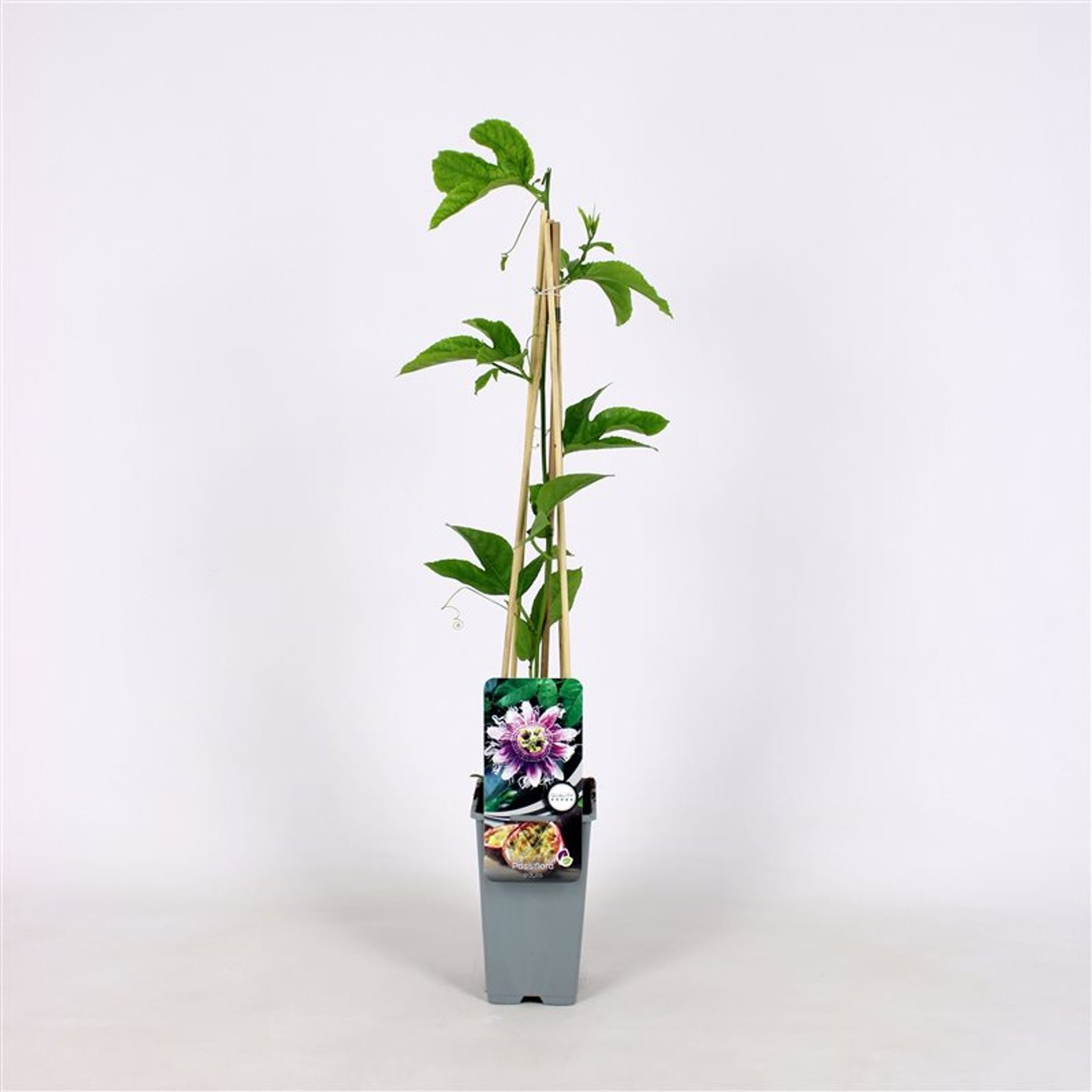Passiflora edulis - C2 70/+ CM