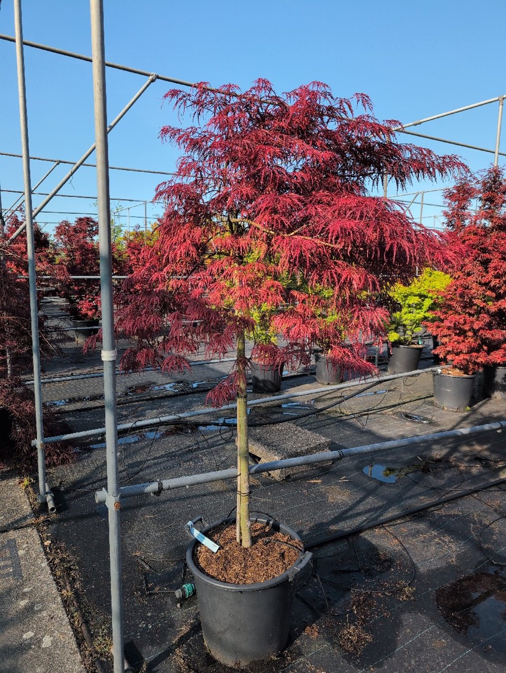 Acer pal. 'Inaba-shidare' - 90 CM Stem C30