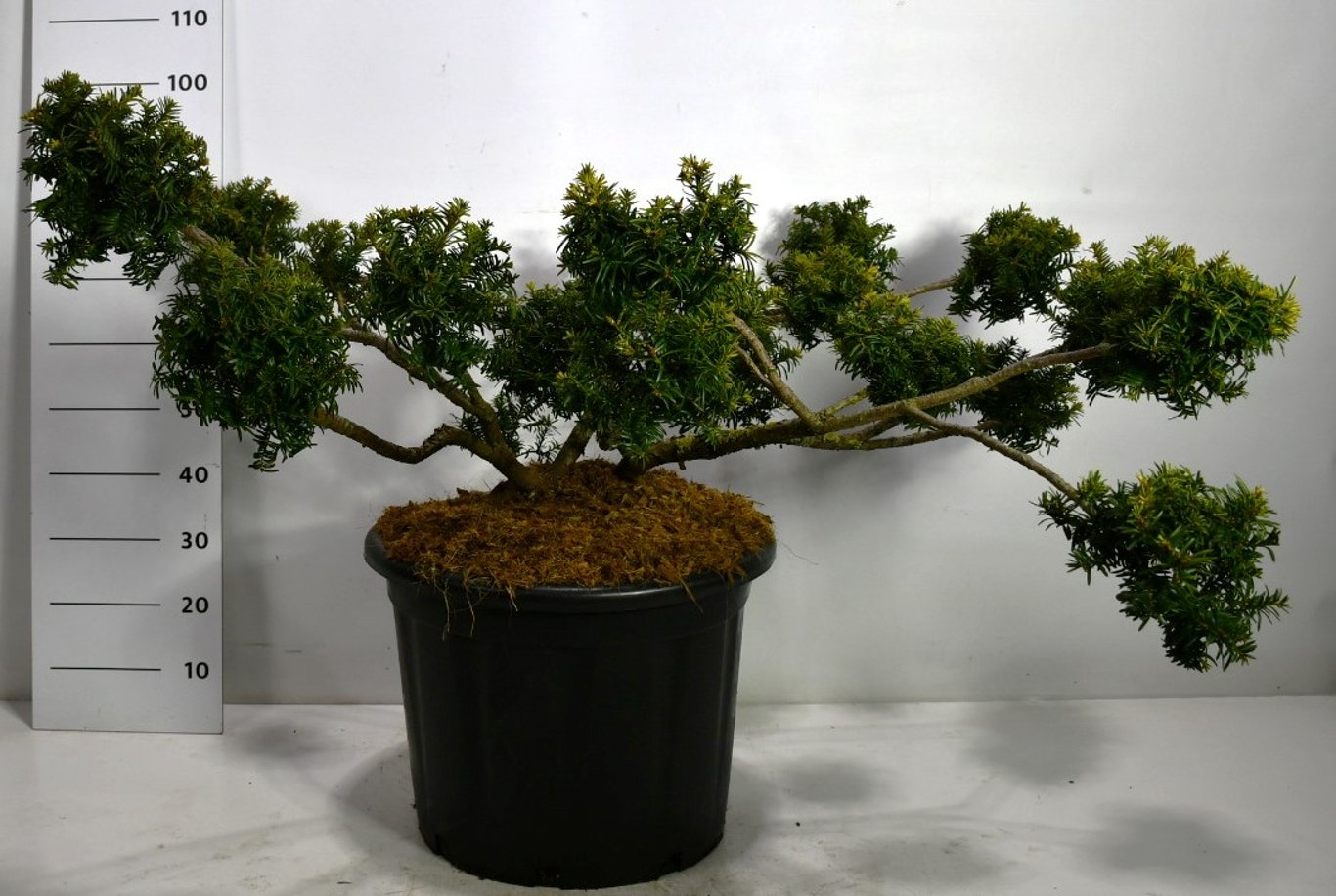 Taxus b. 'Summergold' - 100-125 CM Multiplateau in Container