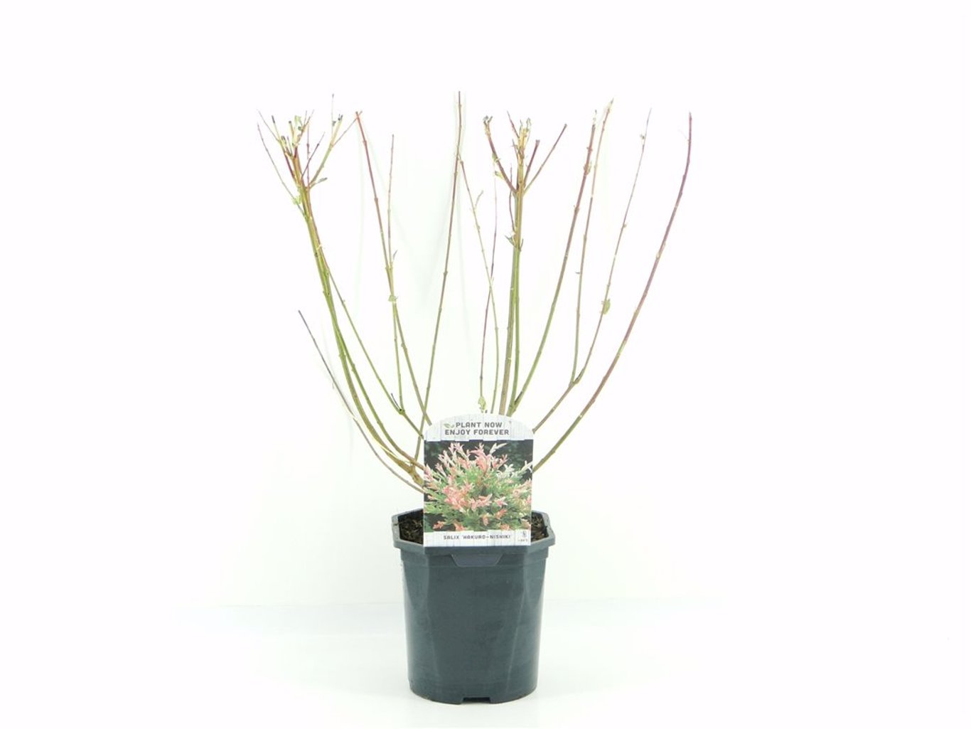 Salix integra 'Hakuro-nishiki' - C2