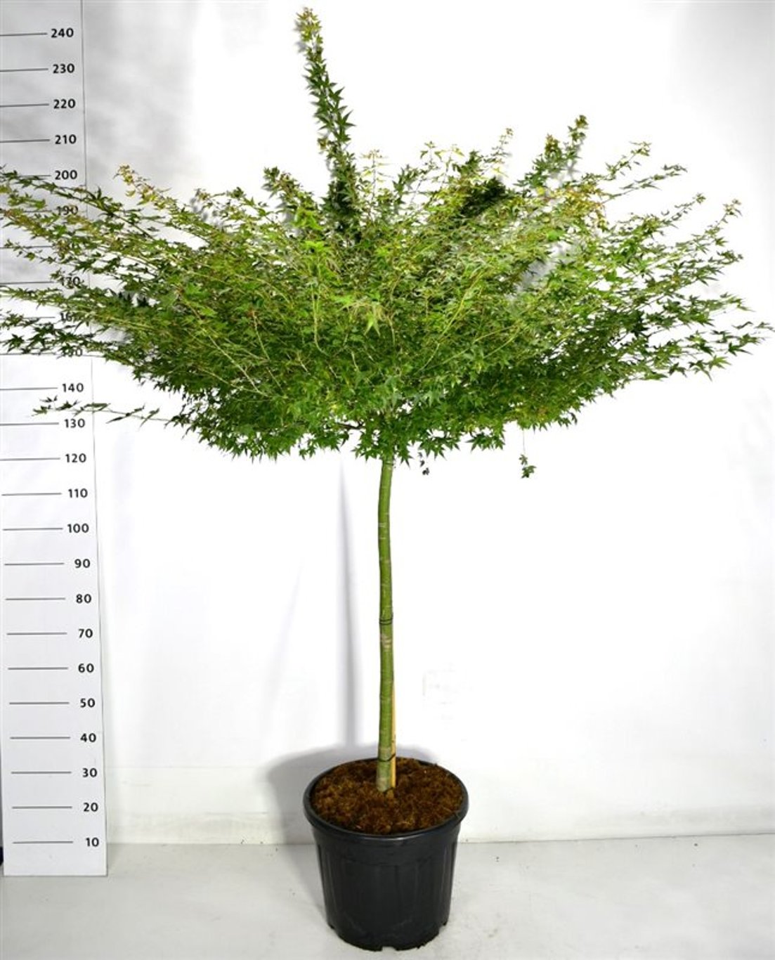 Acer pal. 'Little Princess' - 110 CM Stem C30