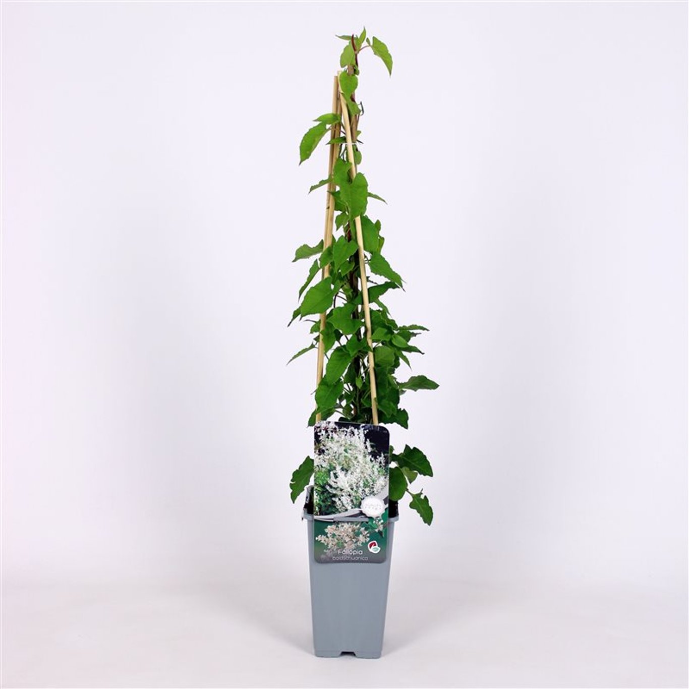 Fallopia baldschuanica - C2 70/+ CM