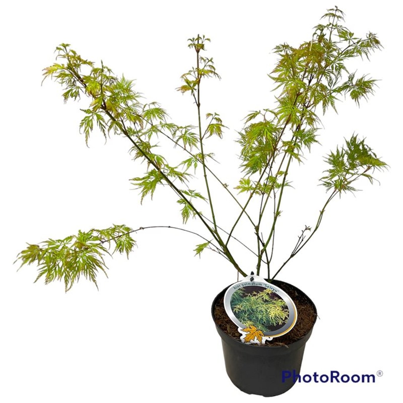 Acer pal. 'Seiryu' - C3 40-50 CM