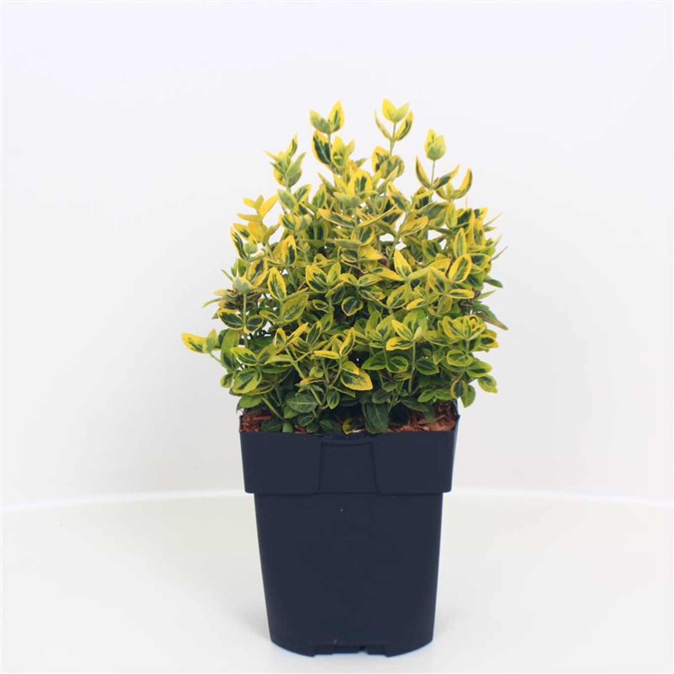 Euonymus fort. 'Emerald 'n' Gold' - C2