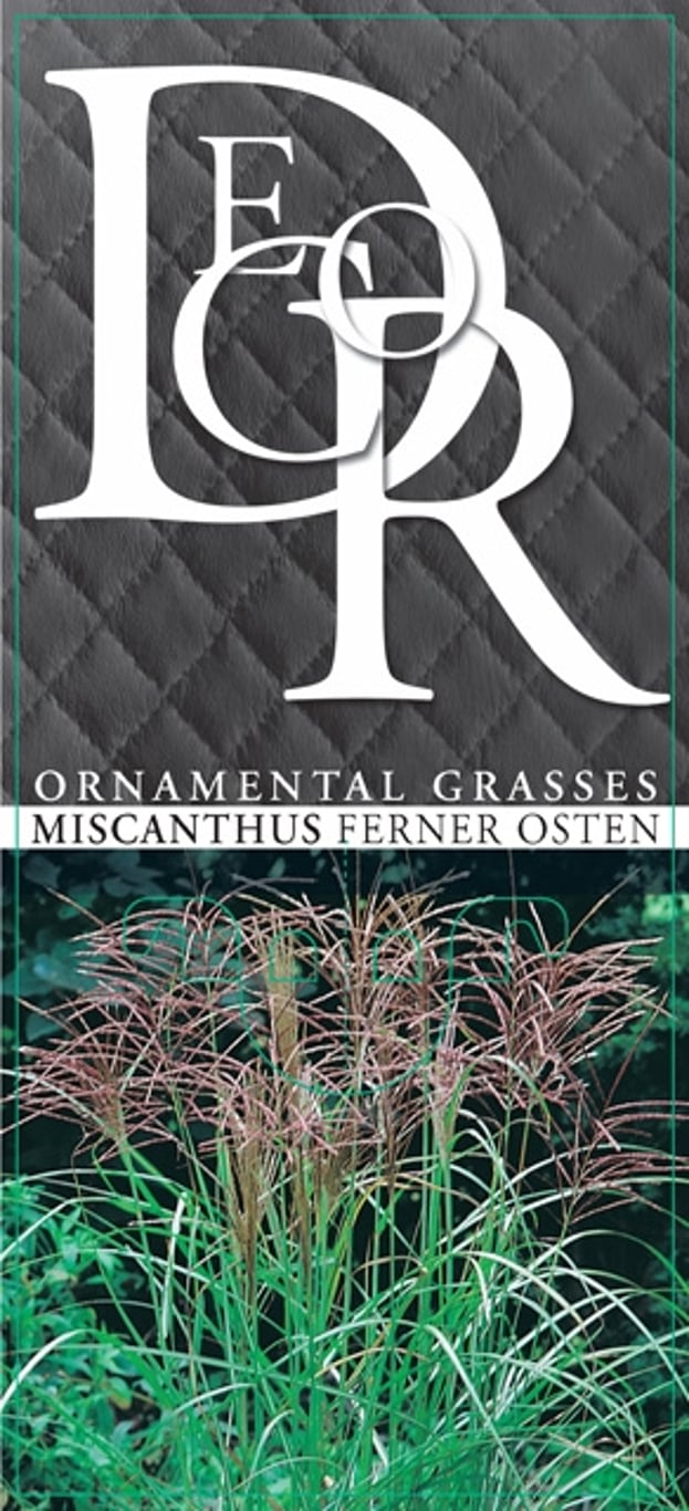 Miscanthus sin. 'Ferner Osten' - C2