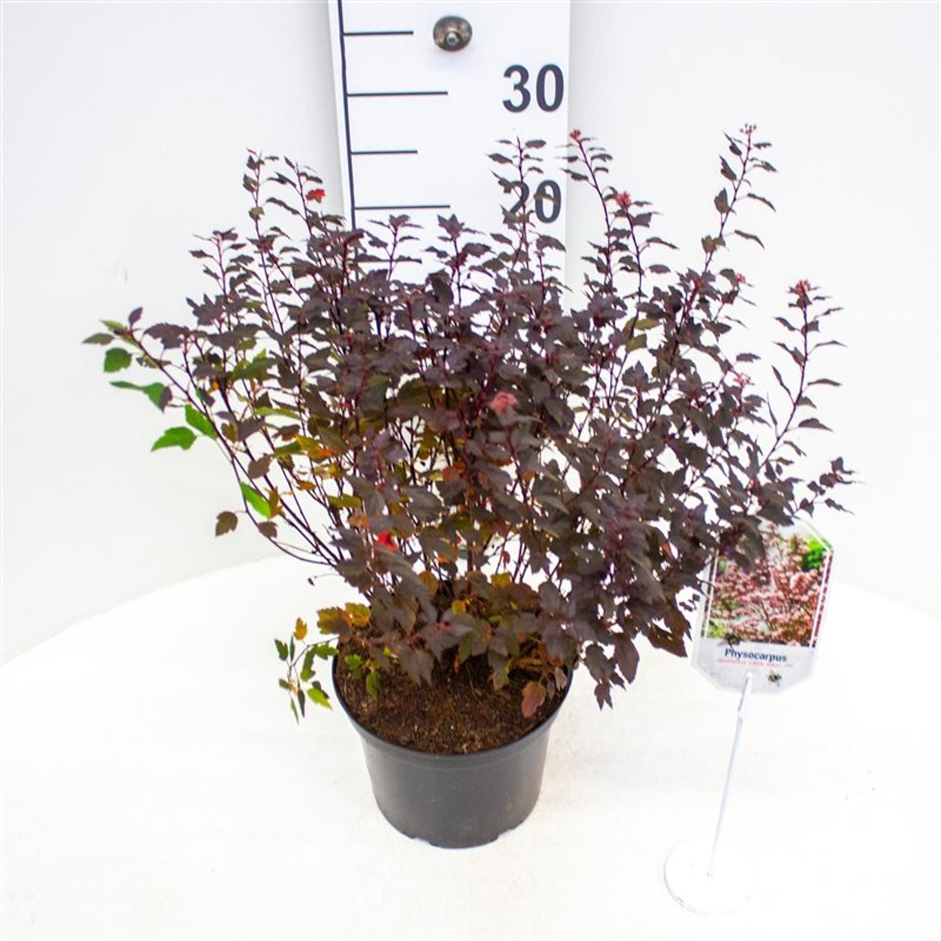 Physocarpus opulif. 'Little Joker' - C3 30-40 CM