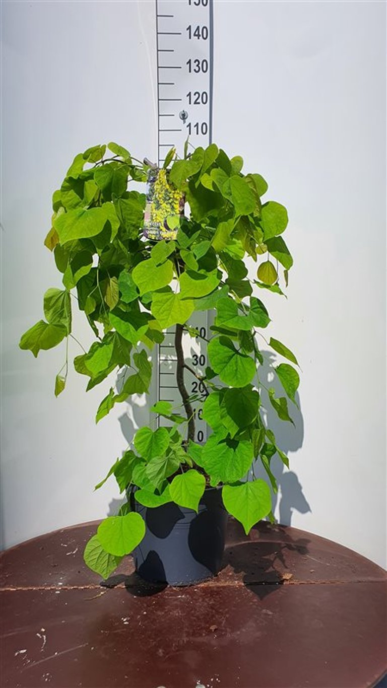 Cercis can. 'Golden Falls' - C20 100-125 CM