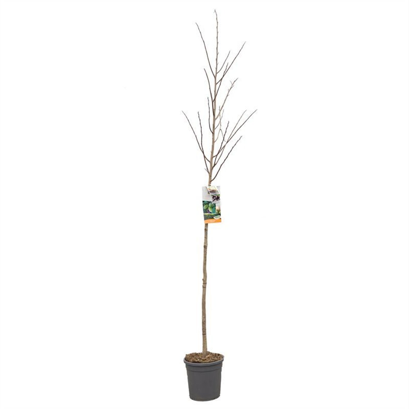 Asimina triloba - C12