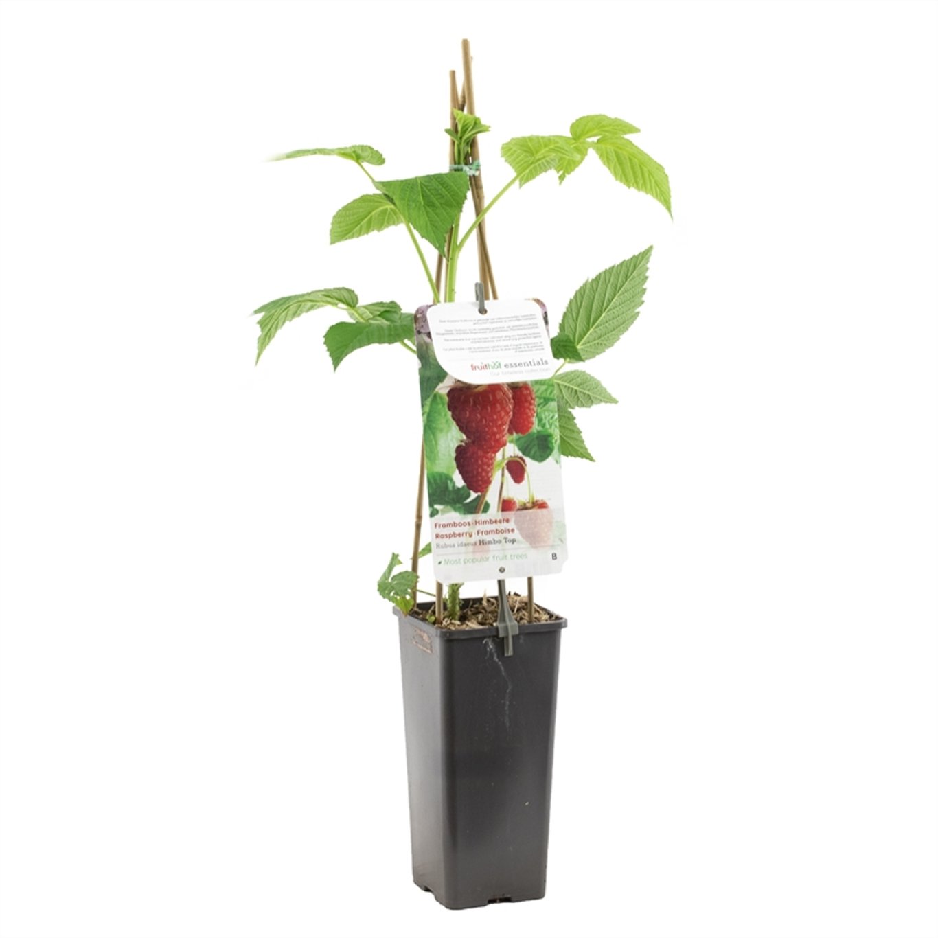 Rubus idaeus Himbo Top - C2 50-60 CM