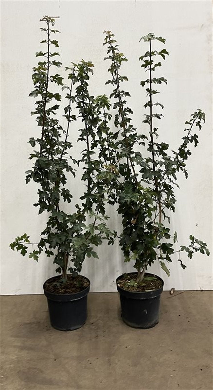 Acer campestre - C7,5 100-125 CM