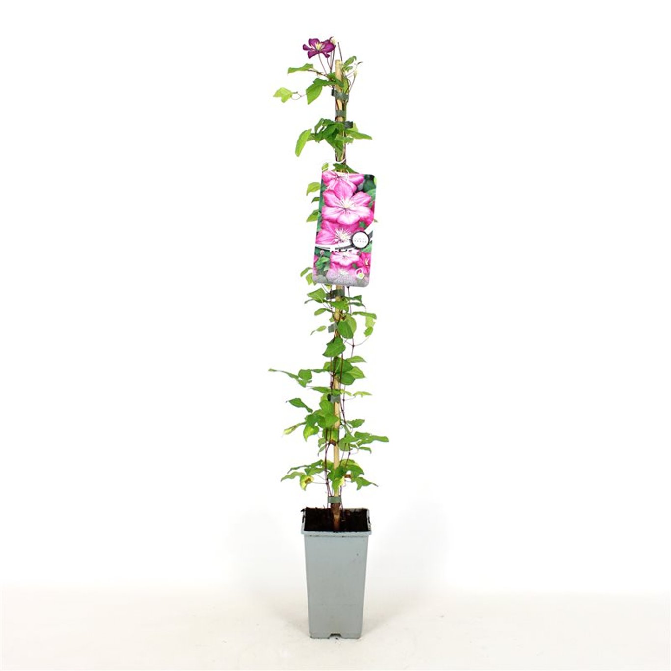 Clematis 'Ville de Lyon' - C2 80-100 CM Stick