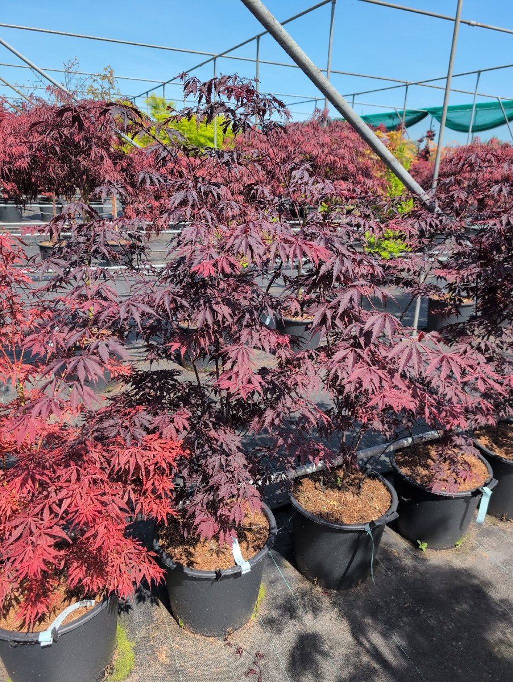 Acer pal. 'Burgundy Lace' - C30 80-100 CM