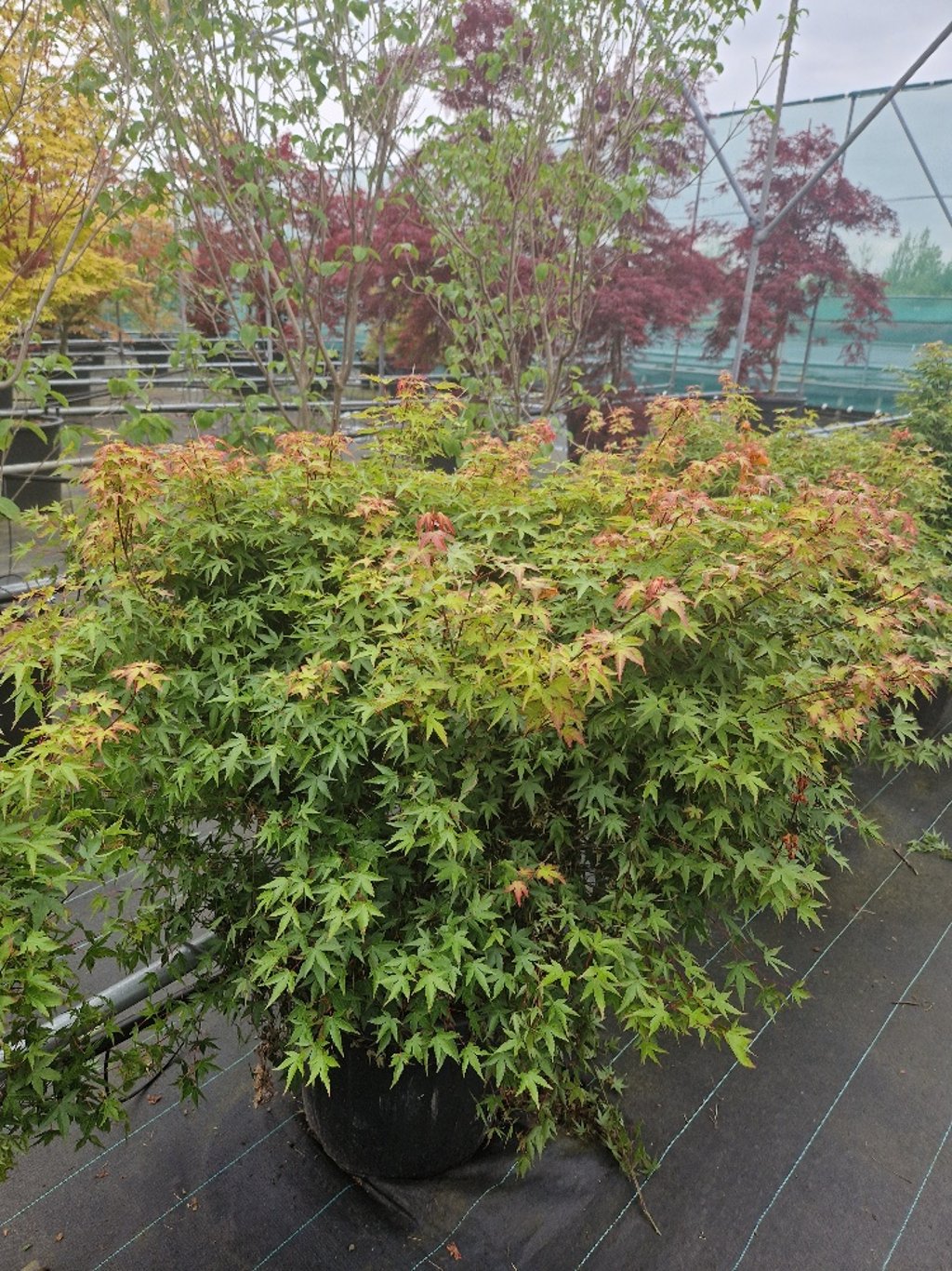 Acer pal. 'Murasaki-kiyohime' - C35 80-100 CM