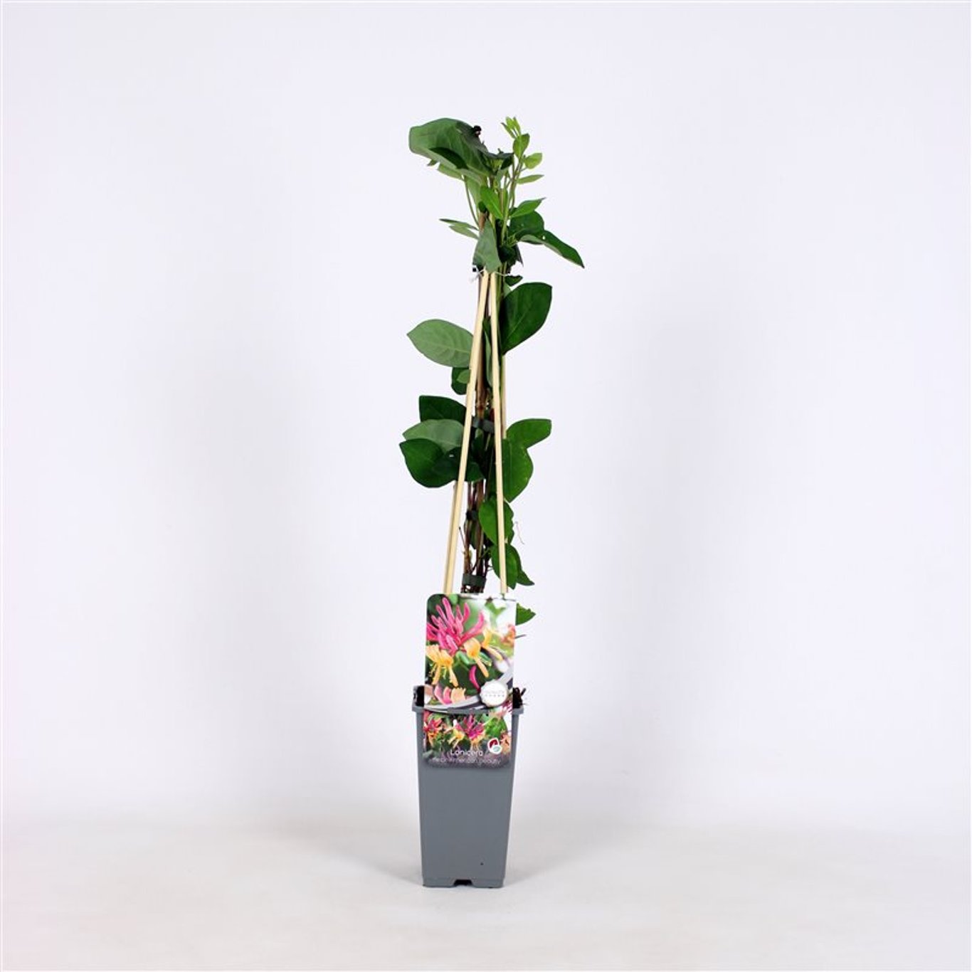 Lonicera heckr. 'American Beauty' - C2 70/+ CM