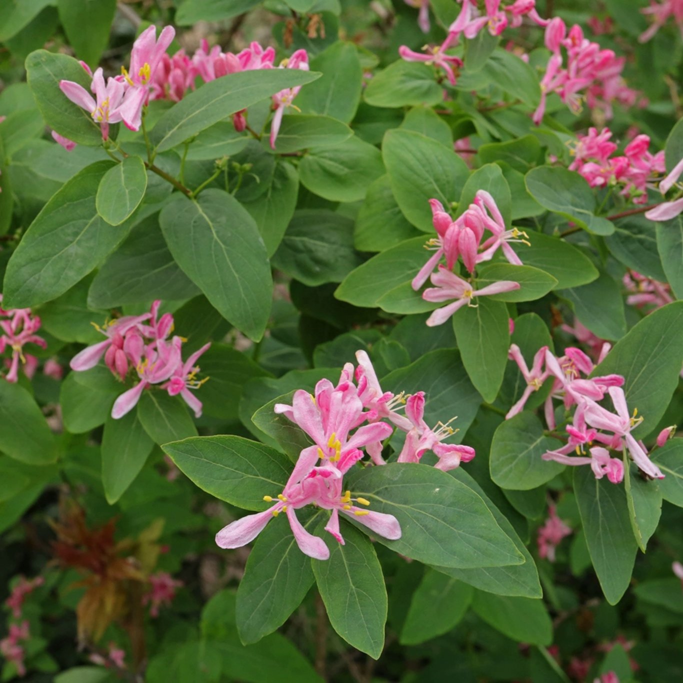 Lonicera tatarica - 60-100 CM bare root 0/2   2-3 branche