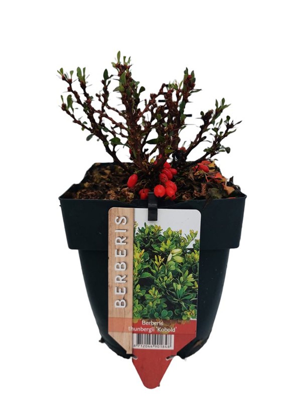 Berberis thunb. 'Kobold' - C2