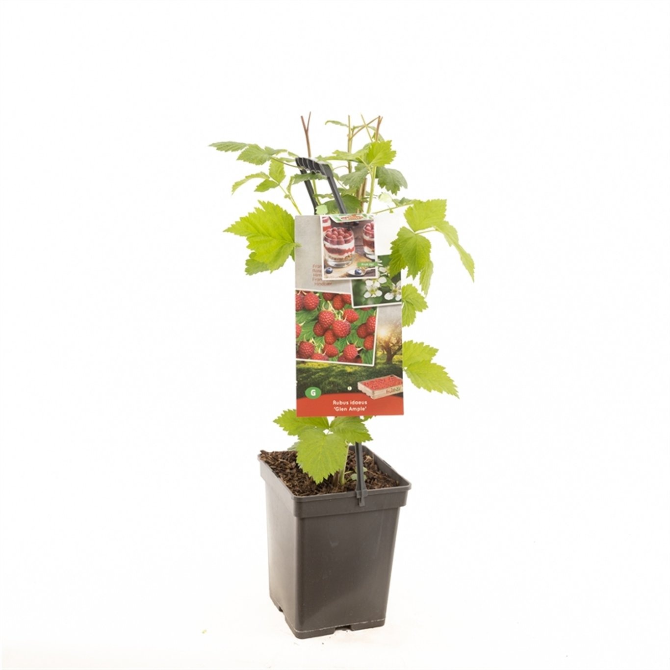Rubus idaeus 'Glen Ample' - 50-60 CM Carry Handle C5