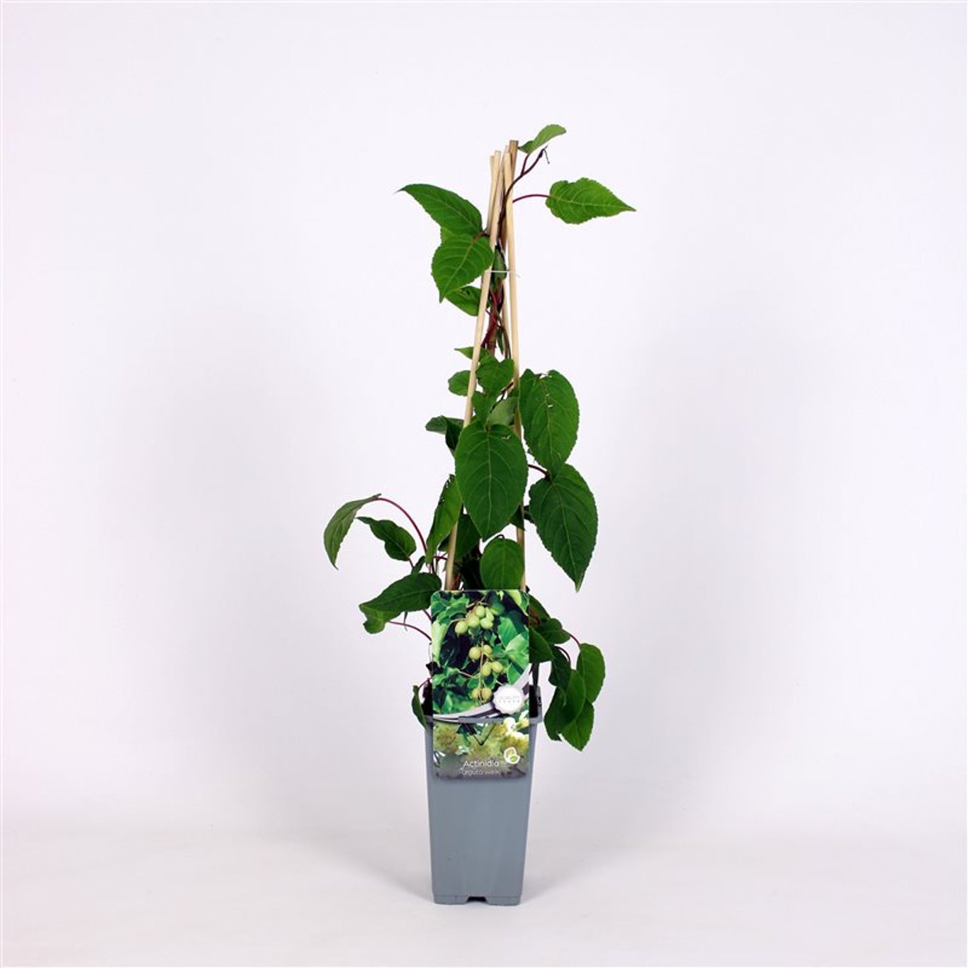 Actinidia a. 'Weiki' - C2 70/+ CM