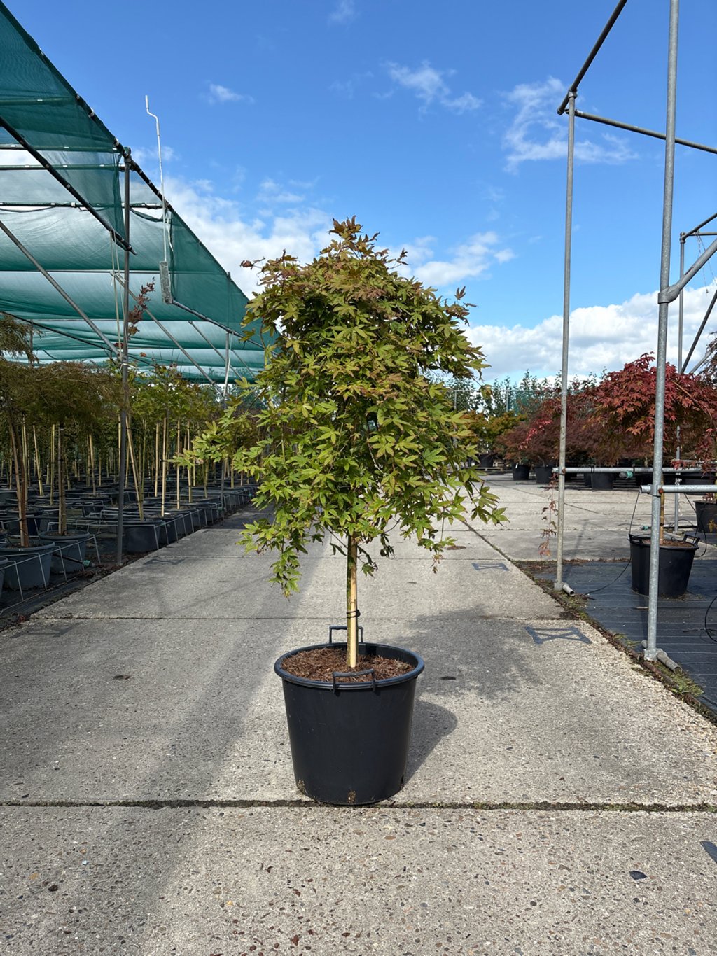 Acer pal. 'Ryusen' - 90 CM Stem C30