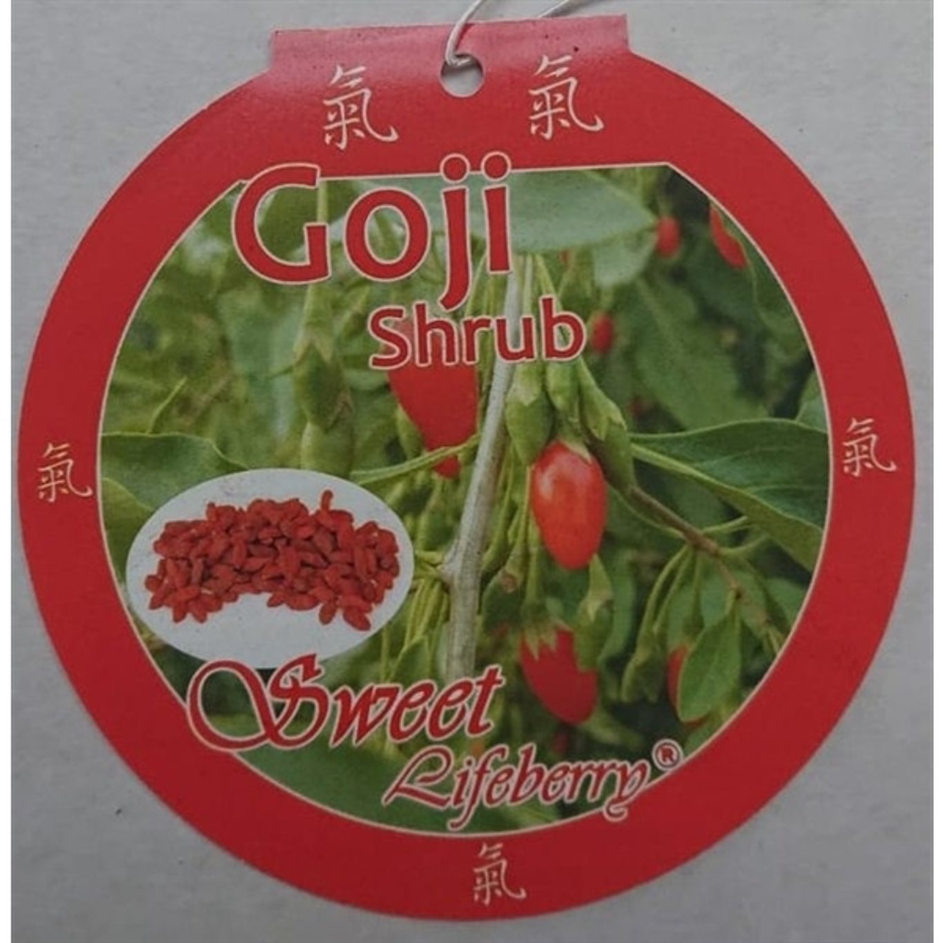 Lycium barbarum Amber Sweet Goji - C5 60-80 CM