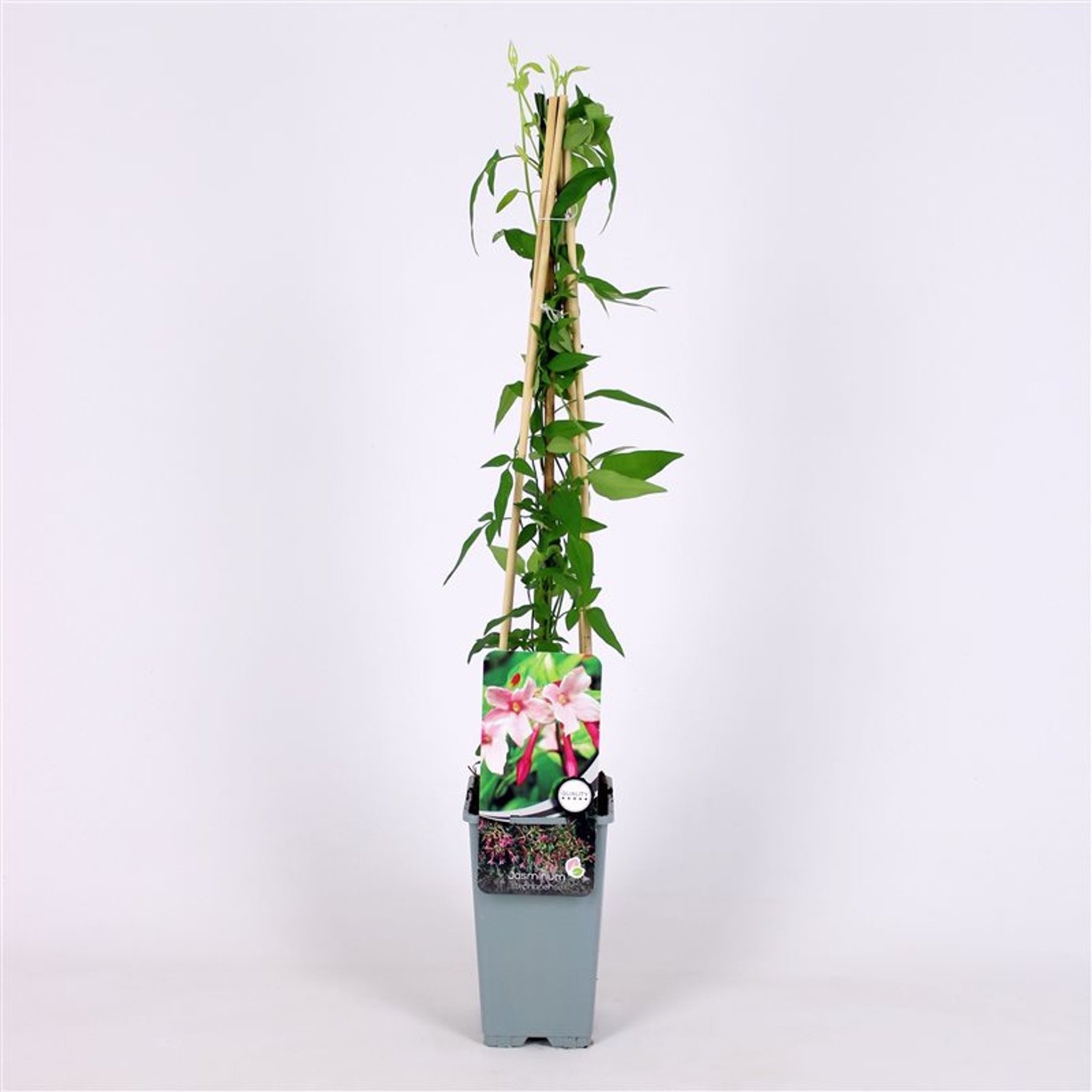 Jasminum stephanense - C2 70/+ CM