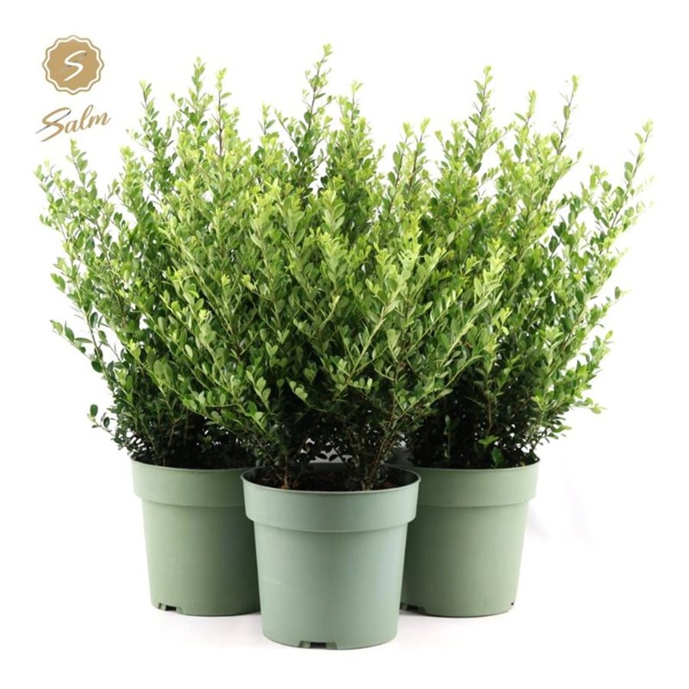 Ilex crenata 'Jenny' - C4