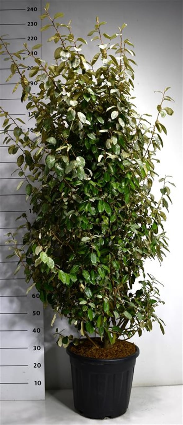 Elaeagnus ebb. 'Compacta'  - C35 150-175 CM