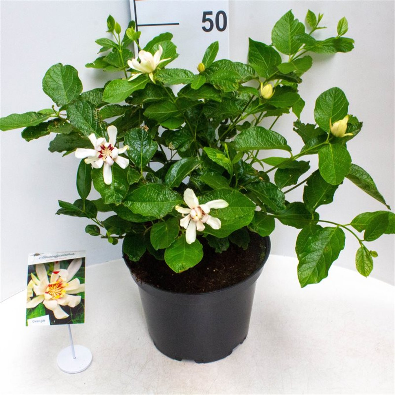 Calycanthus r. 'Hartlage Wine' - C10 60-80 CM