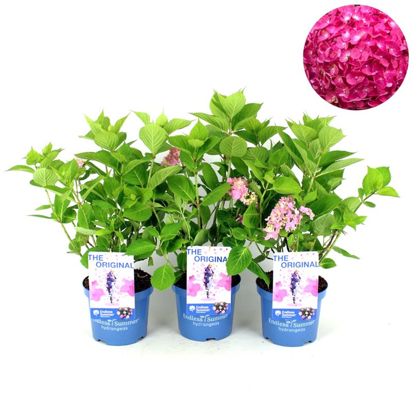 Hydrangea 'Endless Summer' Rosa - C3