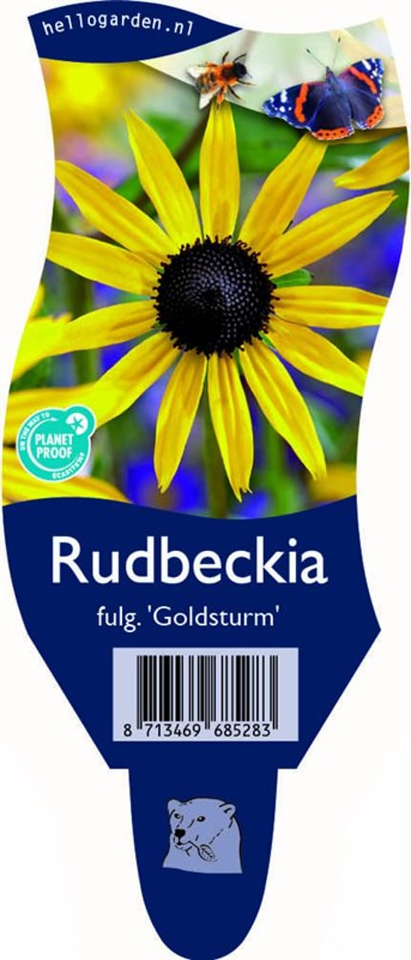 Rudbeckia f. 'Goldschirm' - P11